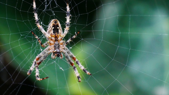web
